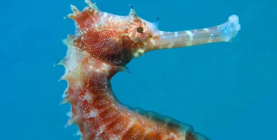 морський коник