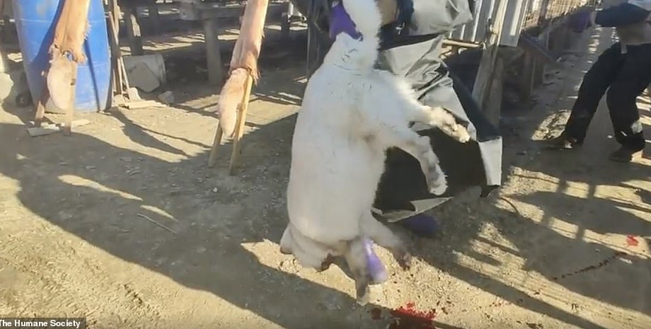 Фото: скриншот