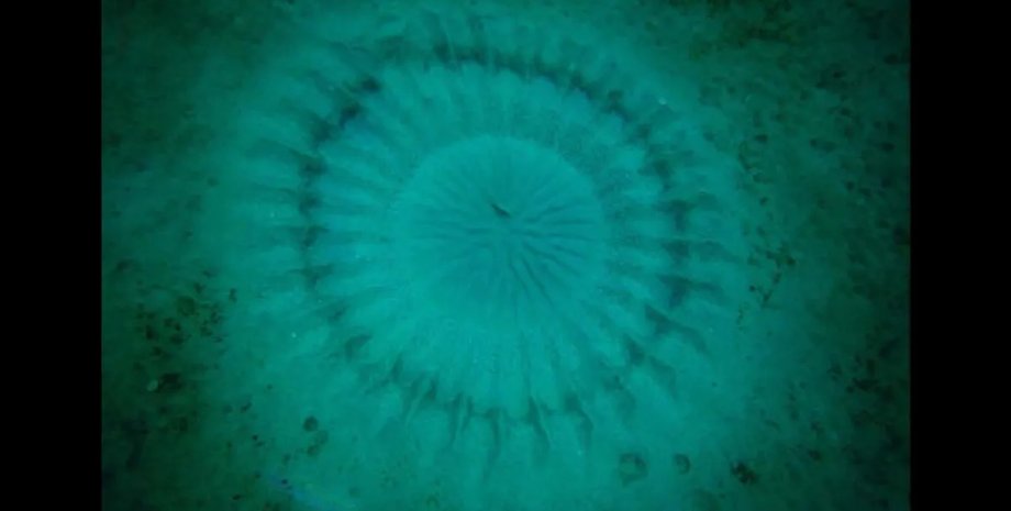 таинственный круг, морское дно, таинственный круг море