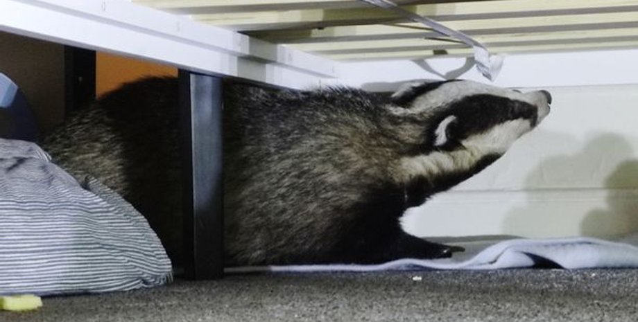 Барсук разгромил дом, Великобритания, дикие звери в доме, курьезы, фото