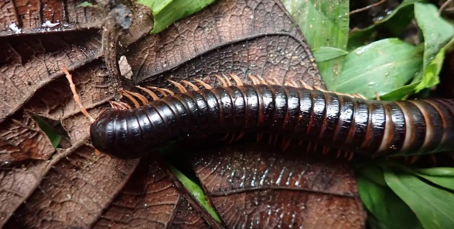 стонога, гігантська стонога