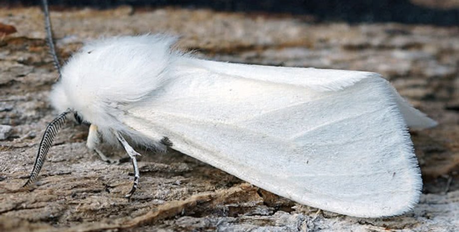 Американський білий метелик, нашестя комах, небезпечна комаха