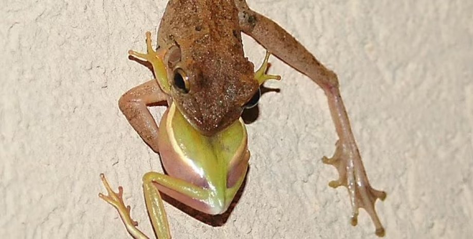 кубинська жаба, жаба-канібал