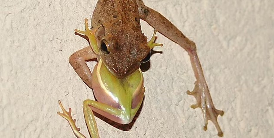 кубинская лягушка, лягушка-каннибал