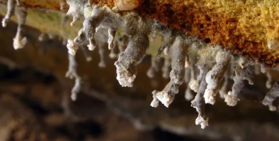 подземная экосистема