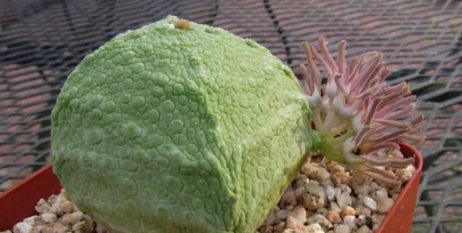 Псевдолітос, хибний камінь