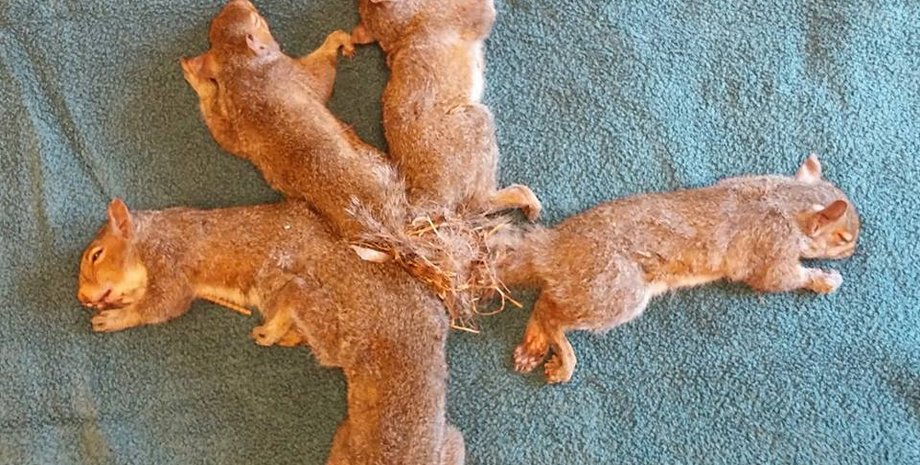 Фото: facebook.com/WiscHumaneWildlife