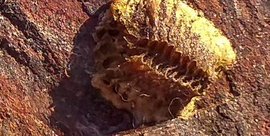 Кривой Рог, местность, флора, фауна, окаменелость, история, трилобит, эволюция, находка, палеонтология, археология, скала, артефакт, существо