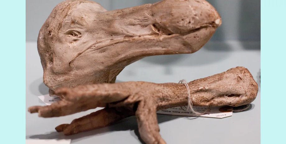 додо зліпок голови та ноги