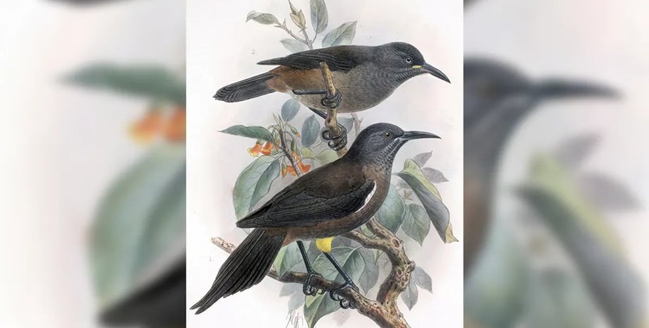 гавайський медожер птах