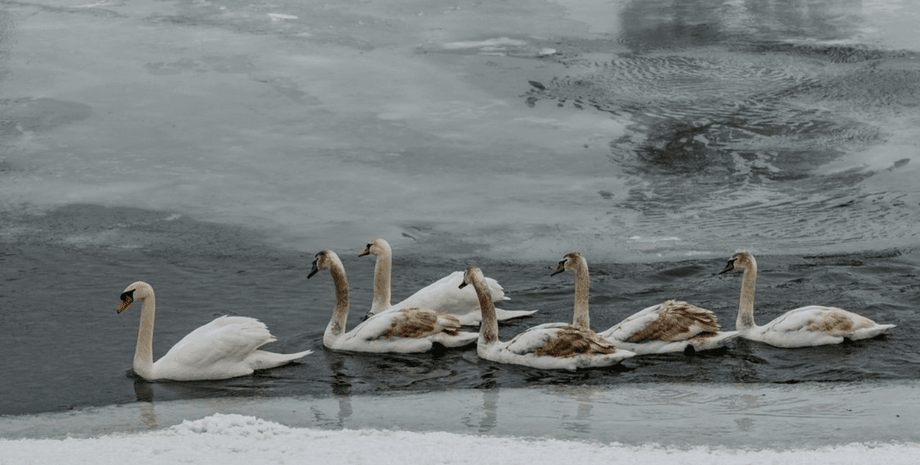 лебеді, дніпро, київ, Чим годувати лебедів