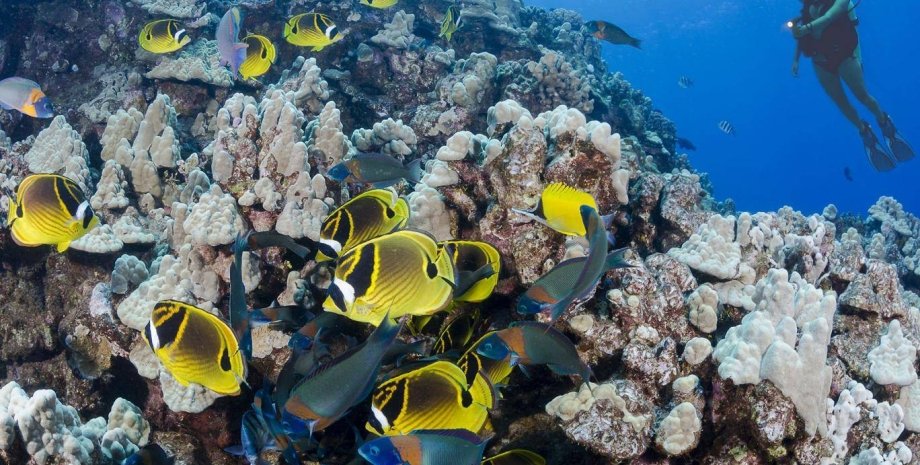 "Отбеленные" коралловые рифы / Фото: independent.co.uk