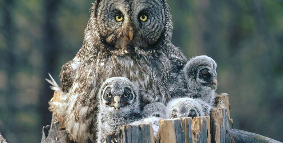 Фото взято с сайта fresher.ru