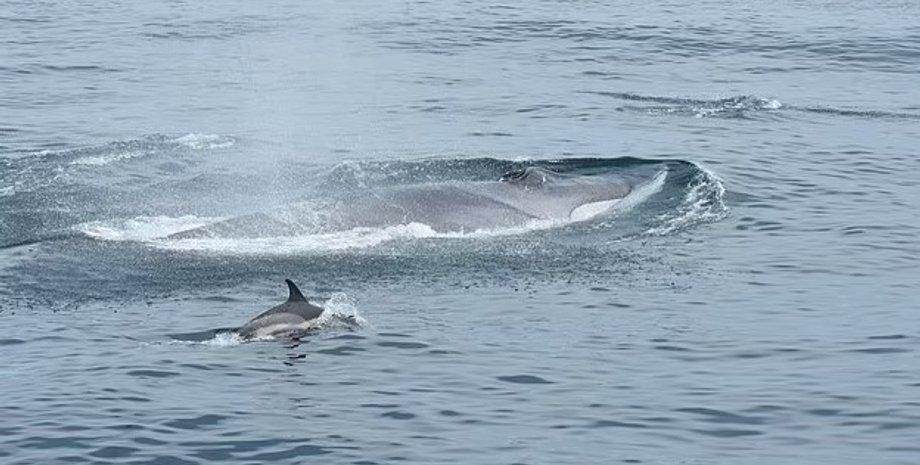 кити, фінвал, фінвал в океані
