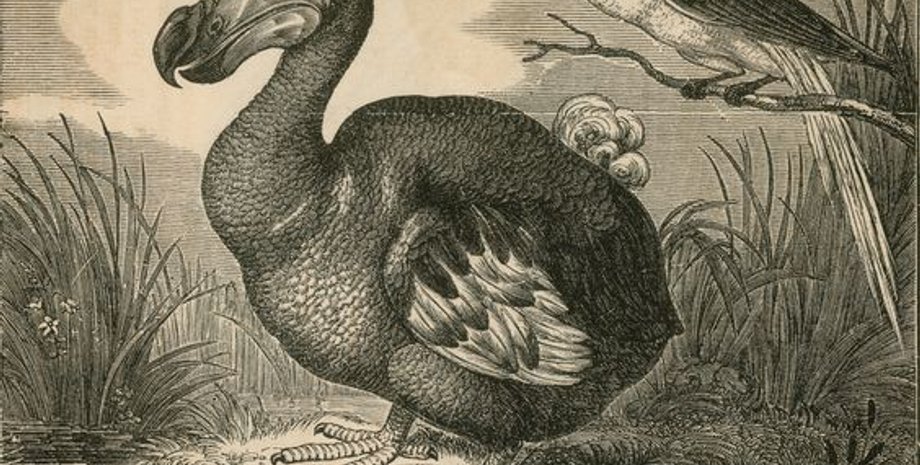 нелетающая птица, додо, дронт, исследование, вымирание, вымирание животных