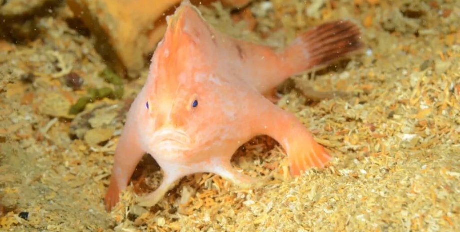 новости мира, розовая рыба, тасмания, аквалангисты, рыба с руками, тасмания