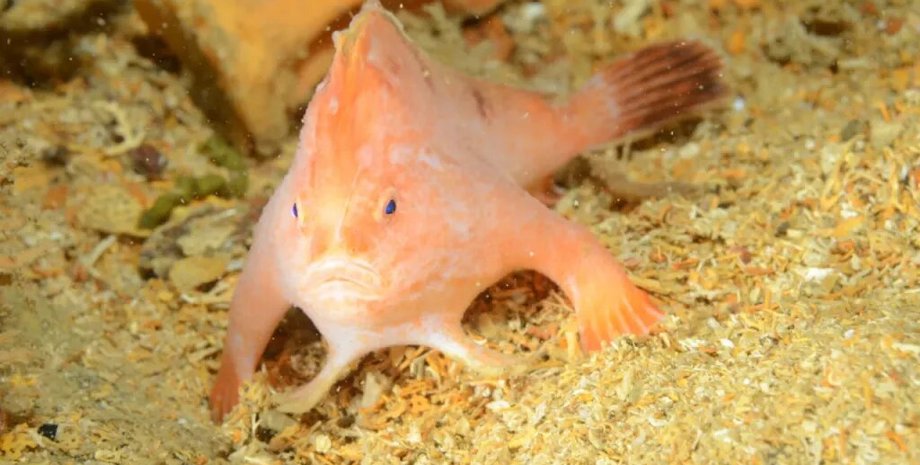 новости мира, розовая рыба, тасмания, аквалангисты, рыба с руками, тасмания