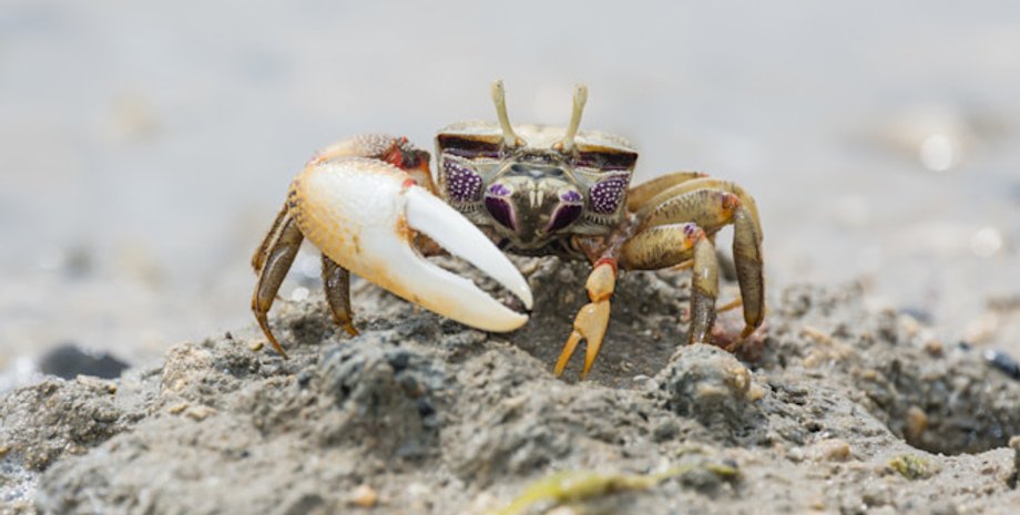 краб, краб скрипаль, краб скрипаль самець