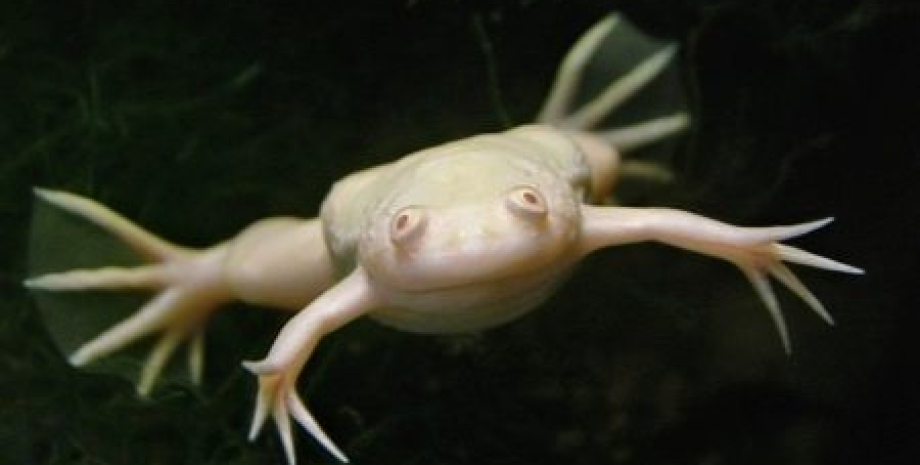 Жаба Животные, домашние животные, экзотика