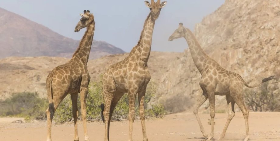 ангольские жирафы, жирафы в анголе