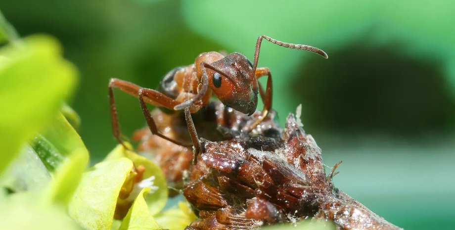 руді лісові мурахи