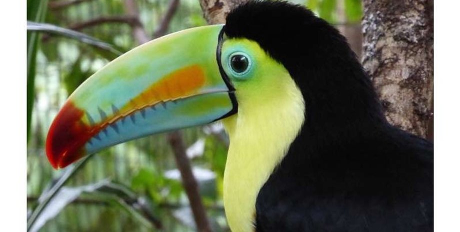 птицы, перелетные птицы, популяция птиц