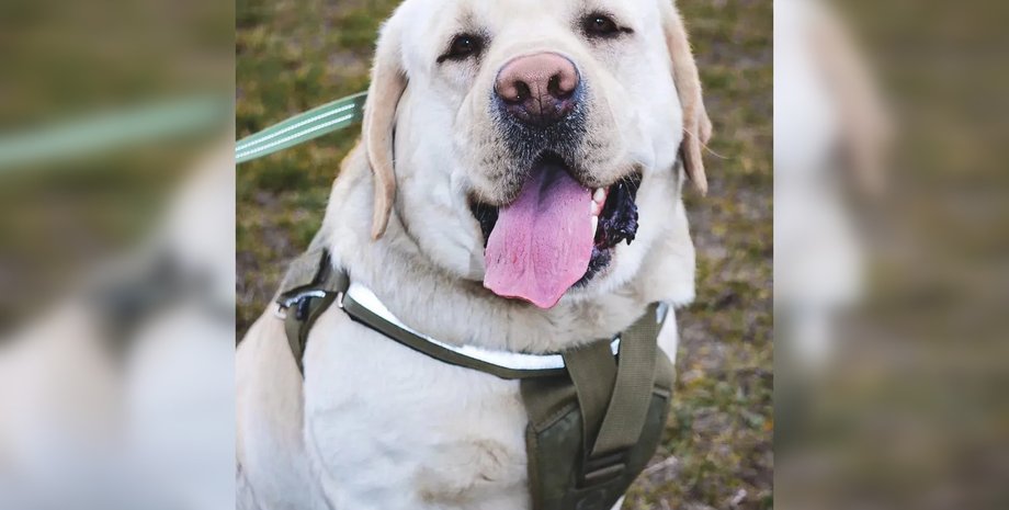 Лабрадор Эрми, служебный пес Нацгвардии, лабрадор не пустили в вагон, лабрадор Укрзализныця, военный лабрадор вагон, военный лабрадор поезд