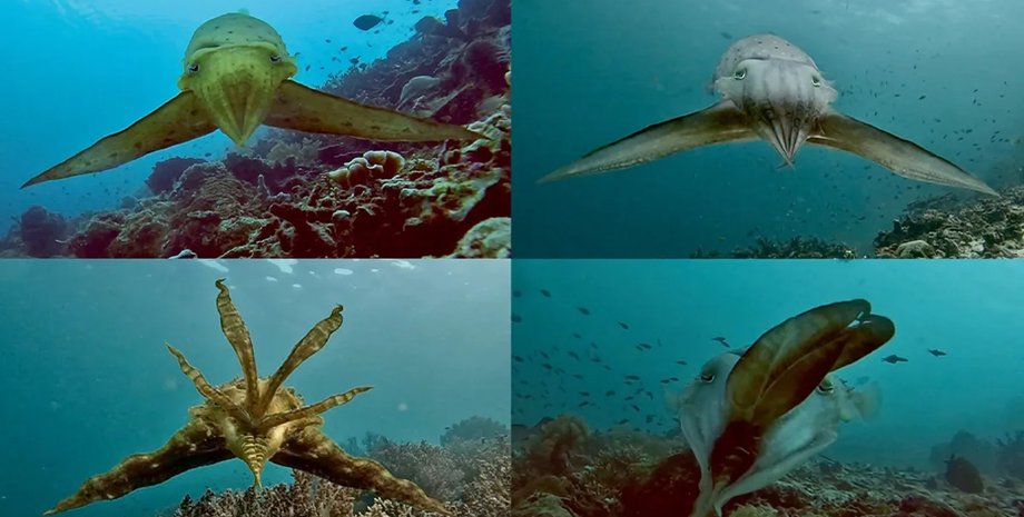 каракатица, каракатица охота, каракатица демонстрации