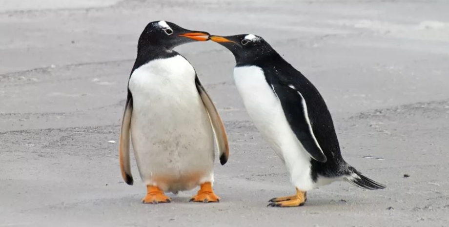 пінгвіни, моногамність пінгвінів, пінгвіни пари