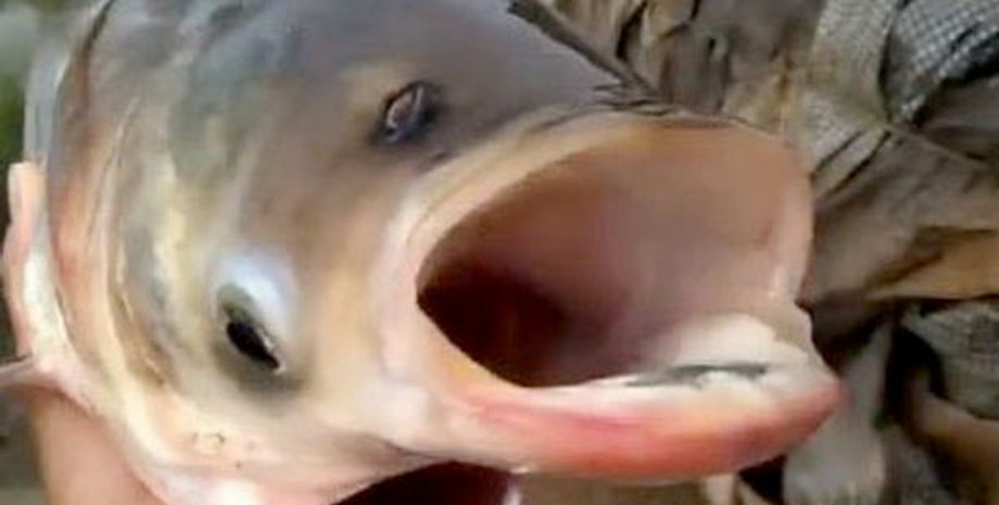 карп, чернобыльский карп, мутация у рыб