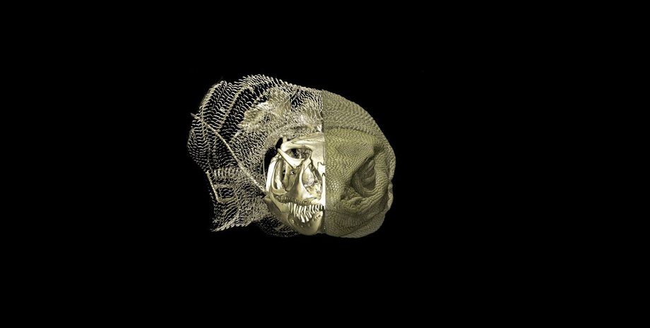 костные структуры у австралийских ящериц