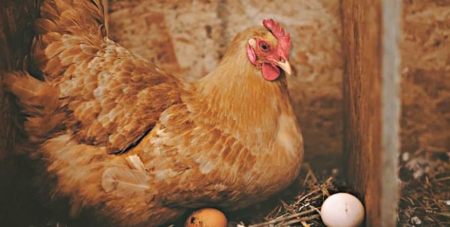 Куряче яйце цікавої форми продали за більш ніж 500 доларів, в чому його унікальність, Велика Британія