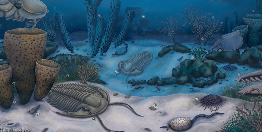 формы жизни во время кембрийского периода