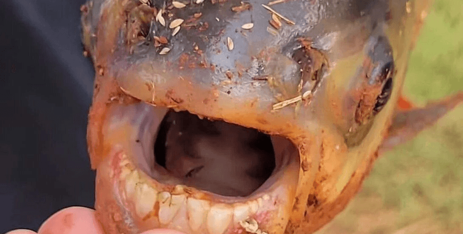 Рыба с человеческими зубами, паку, сородич пираньи, рыба, поймал странную рыбу,