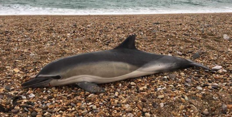 Frazer Hodgkins & CSIP