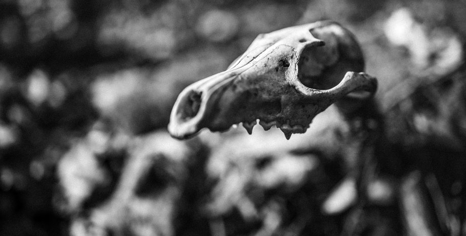 Находки захоронений эпохи мезолита, Германия, Древнее шаманское захоронение, Генетический анализ древних останков, Доисторические родственные отношения, Находки мезолита, Аномалии в древних скелетах, Анализ ДНК доисторических людей, Находки мезолита