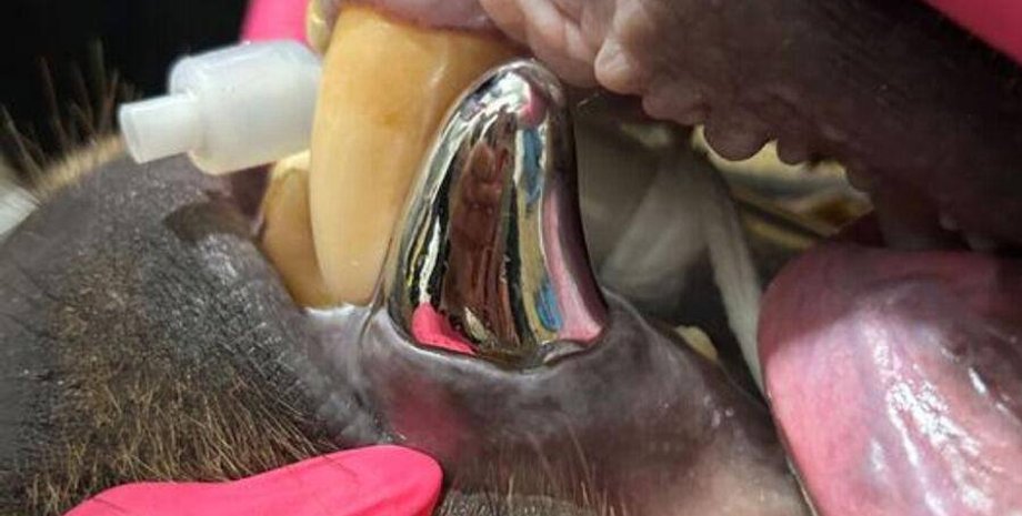 коронка, коронка для ведмедя, найбільша коронка