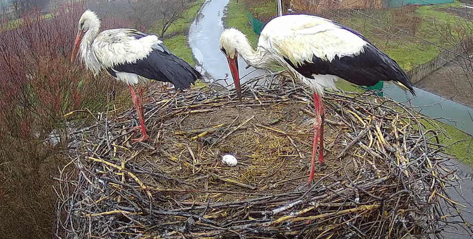 аист грицько, аист одарка, одарка снесла яйцо, где аист грицько, грицько не вернулся в гнездо, аист грицик