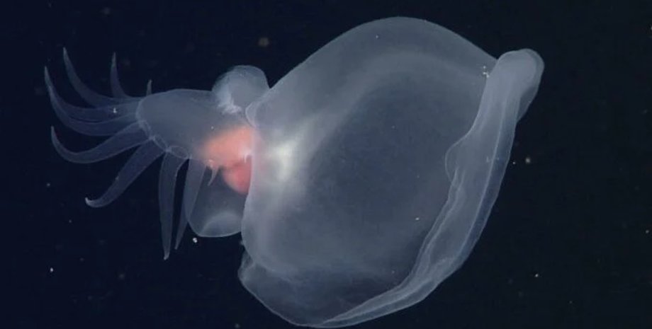 моллюск, странный моллюск