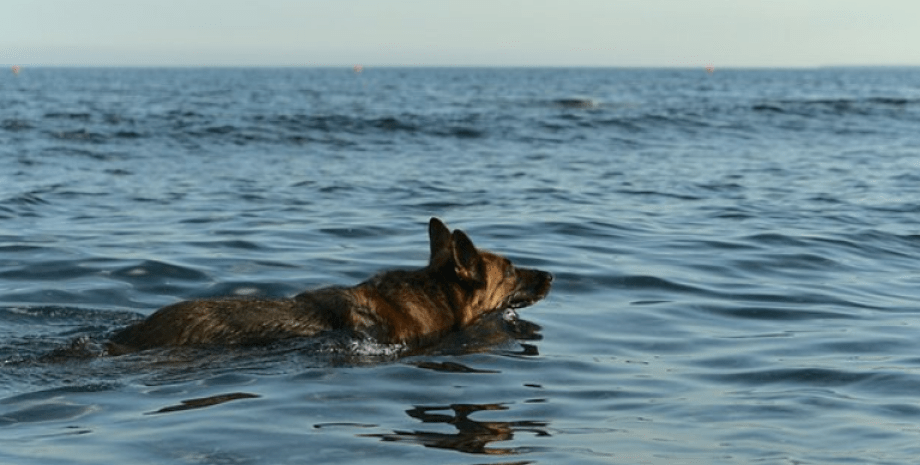 Пилот с собакой выжили после авиакатастрофы и доплыли до берега, фото, США, авиакатастрофа