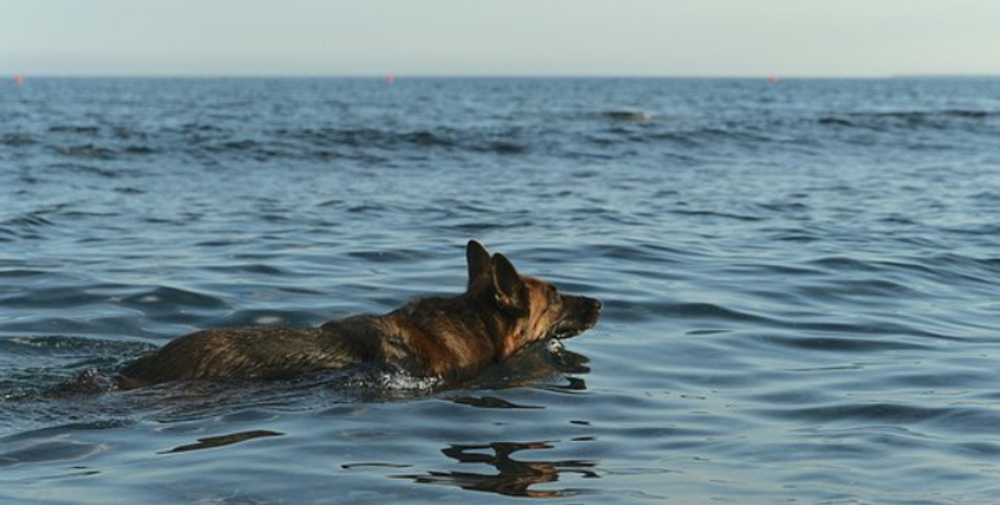 Пилот с собакой выжили после авиакатастрофы и доплыли до берега, фото, США, авиакатастрофа