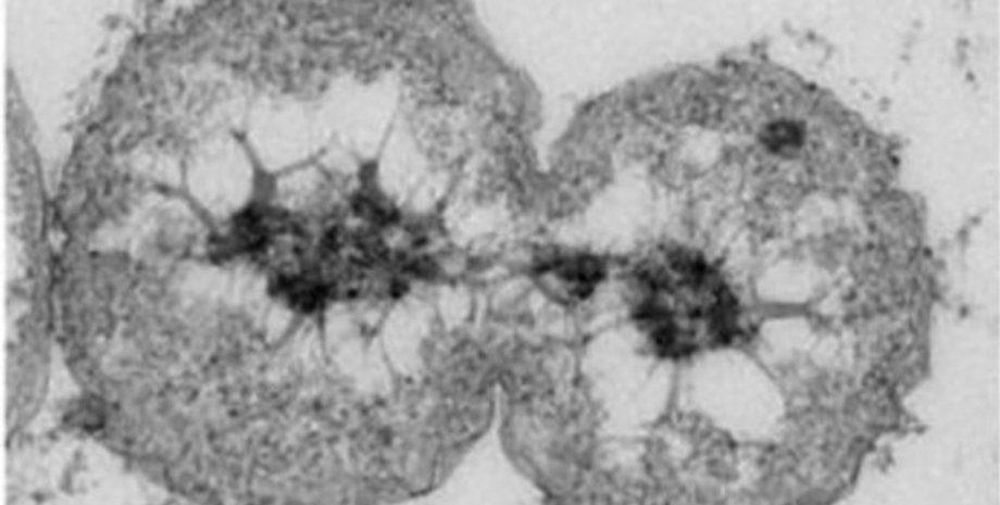 бактерии, бактерии в океане, морские бактерии, бактерии новый вид