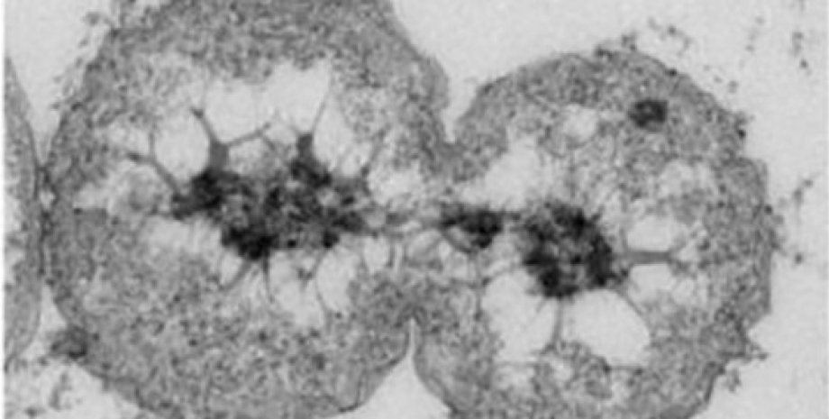 Новые виды бактерий размножаются бактерии, бактерии в океане, морские бактерии, бактерии новый вид