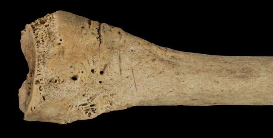 кістки стародавні люди канібалізм кістки стародавні люди канібалізм