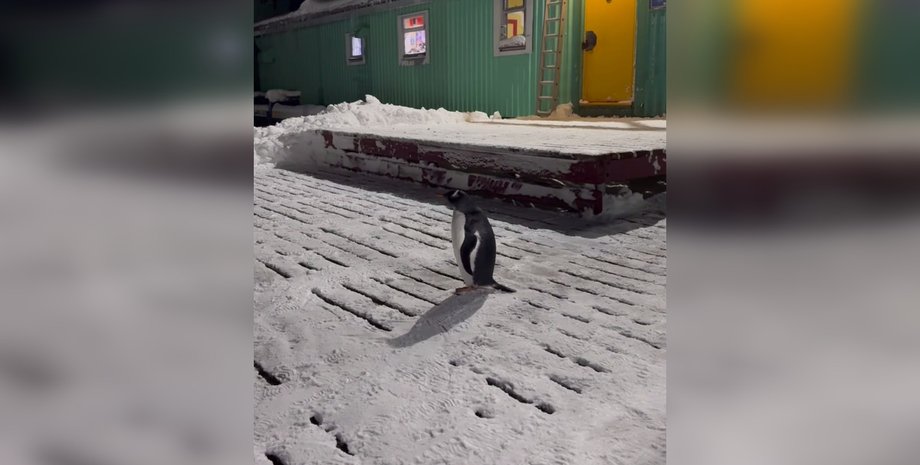 Субантарктический пингвин на станции украинских полярников