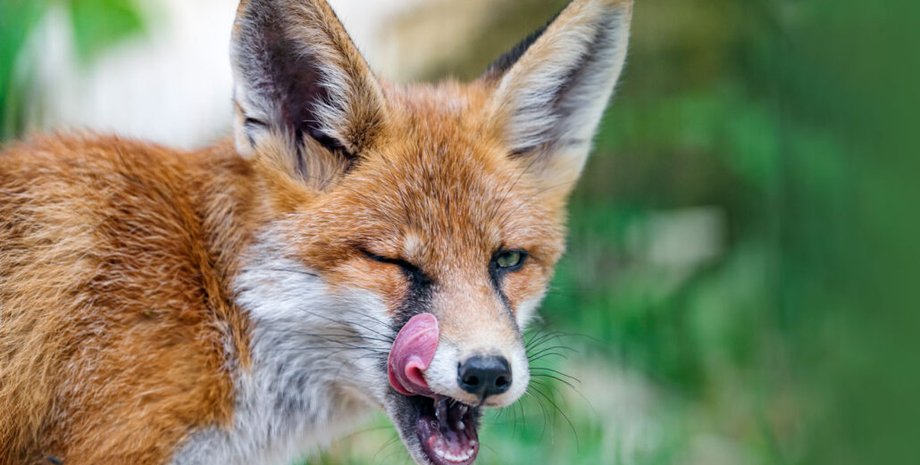 лисиці, ласа