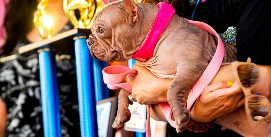 Мировой конкурс самой уродливой собаки