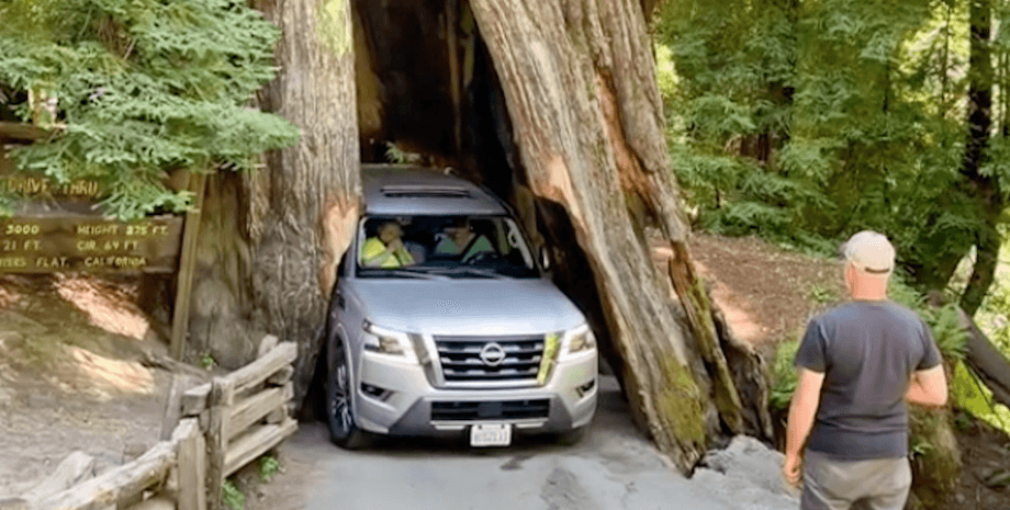 Мужчина застрял в историческом дереве в США, дерево, красное дерево, достопримечательность, секвойя, застряла машина, слышно треск