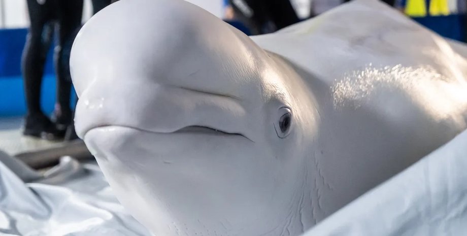 белухи, киты, эвакуация белух