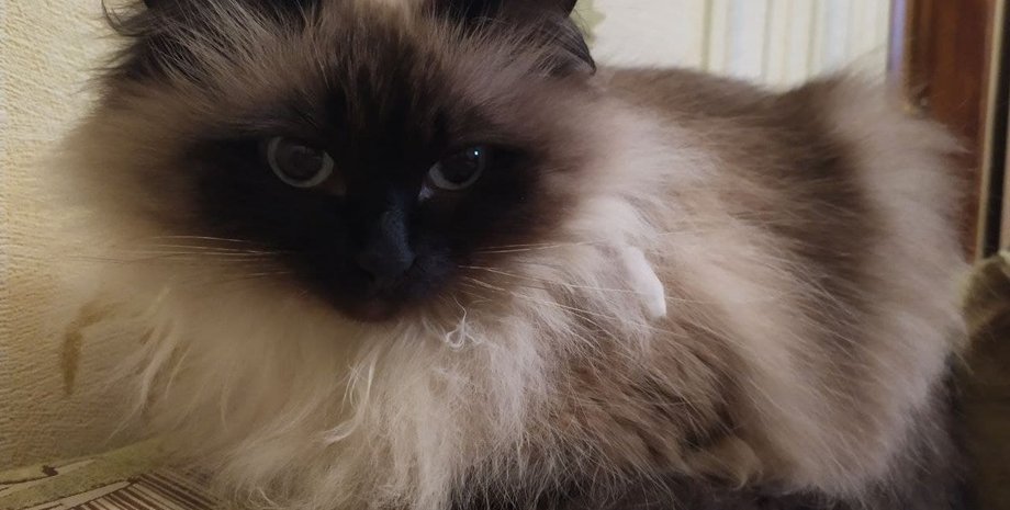 кошка, подарок, домашние животные